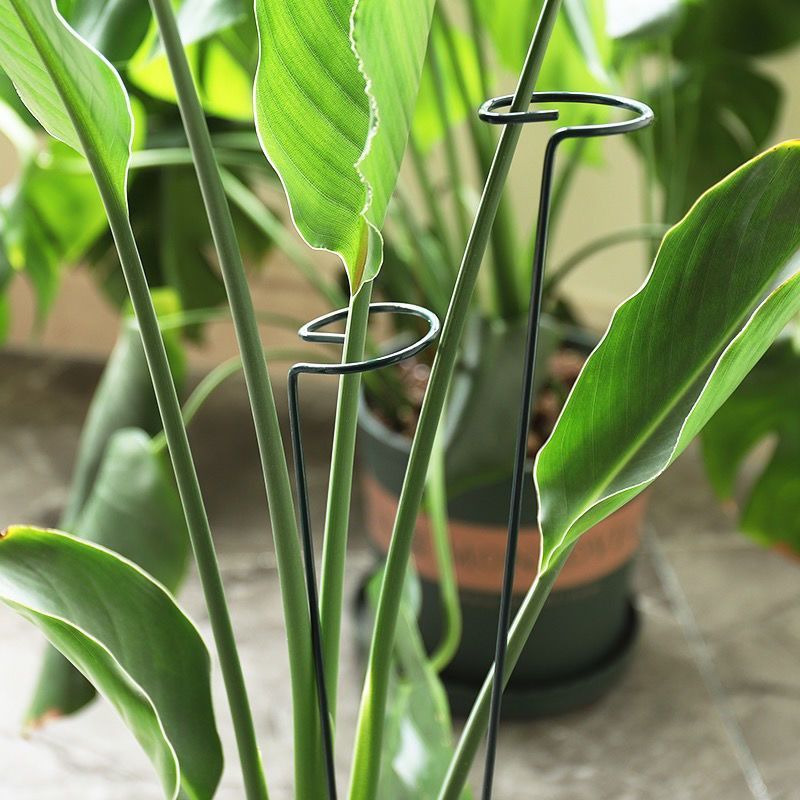 1/10pcs 정원 지원 스테이크 링 금속 단일 줄기  - Gardening Tools Holder 리뷰 및 가격