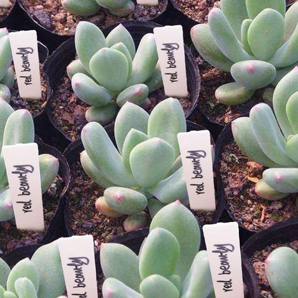 100PCS 정원 식물 라벨 농업 꽃 및 원예용 식물  - Gardening Tools Labeled 리뷰 및 가격