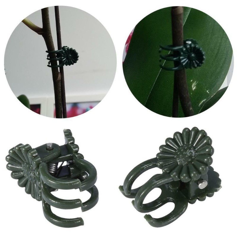 50개입 5발톱 짙은 녹색 식물 클립 난초 꽃 지지대  - Gardening Tools Green 리뷰 및 가격
