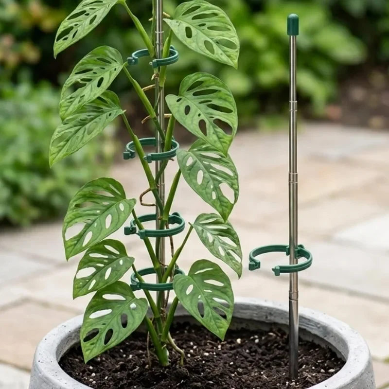 5/1개 접이식 식물 지지 링, 화분용 녹색 지지대,  - Gardening Tools Green 리뷰 및 가격