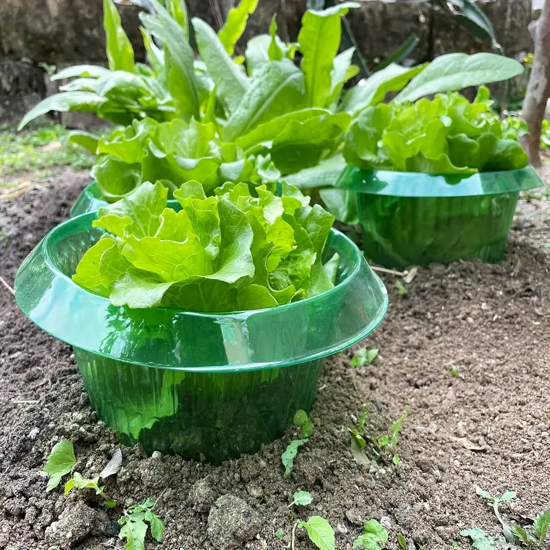 식물 달팽이 보호 링 야채 커버 식물 달팽이 칼라 가드 - Gardening Tools Green 리뷰 및 가격