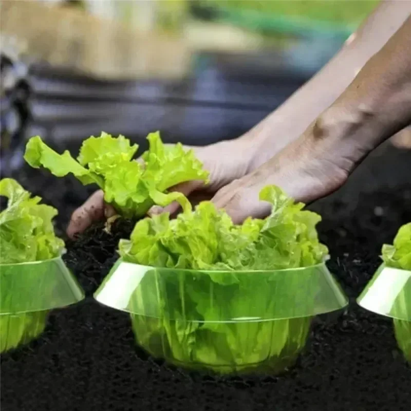 식물 달팽이 보호 링 야채 커버 식물 달팽이 칼라 가드 - Gardening Tools Green 리뷰 및 가격